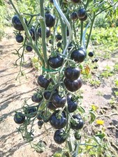 Tomatensamen schwarze Tomaten