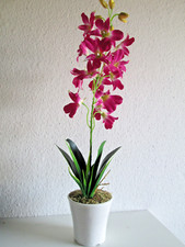 ORCHIDEE im Topf 60cm