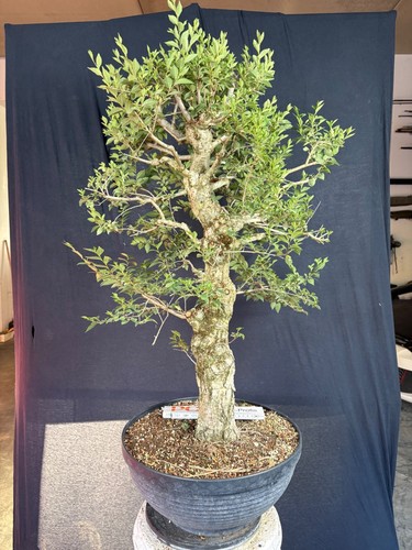 Feldulme bonsai prebonsai - feldulme,