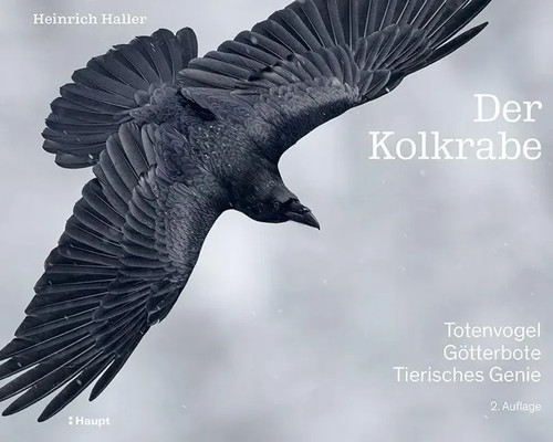 Der kolkrabe totenvogel - kolkrabe,