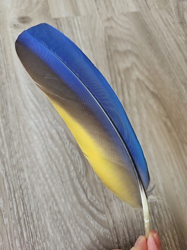 Papageienfeder - 21, cm