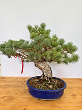 Bonsai Mädchenkiefer