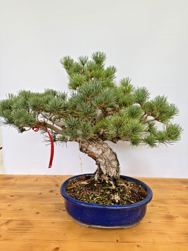 Bonsai mädchenkiefer - bonsai,