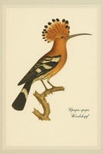 Vtg Bird Print Upupa Epops