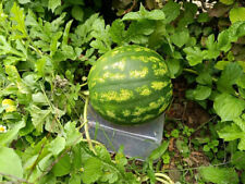 Wassermelone Adana 10+ Samen - Berühmte Türkische Wassermelone Samenfest Saatgut
