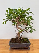 Zimmerbonsai Ficus retusa