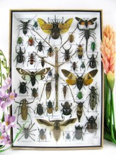 Einzelstück - echte exotische