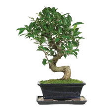 Golden Gate Ficus Bonsai Tree