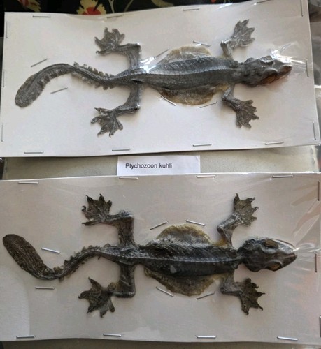 Ptychozoon kuhli faltengecko - kuhli,