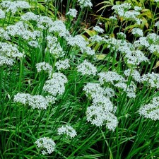 Knoblauch - Schnittknoblauch