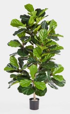 artplants Deko Geigenficus