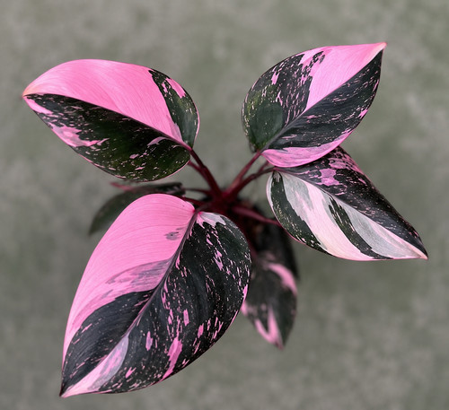 80001650 philodendron pink - philodendron,