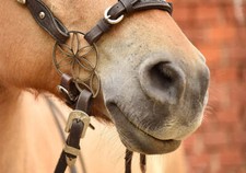 PS Blumenzaum - Lilie