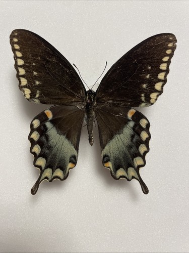 Entomologie papilio troilus - entomologie*papilio,