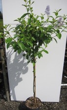 Hochstamm Säckelblume Glorie