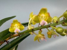 Vanda Hybrid 'Bangkok Star'  ? ?