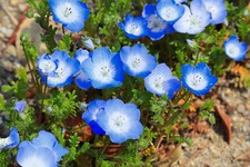 1000 Samen Liebeshainblume Bodendecker Hainblume Nemophila Menziesii Steingarten