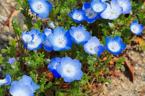 1000 samen liebeshainblume - 1000,