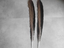 2  Riesige  Pfauenfedern