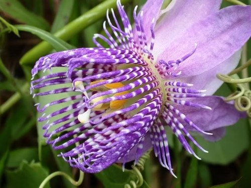 Sale3007 passiflora seemannii - sale3007,