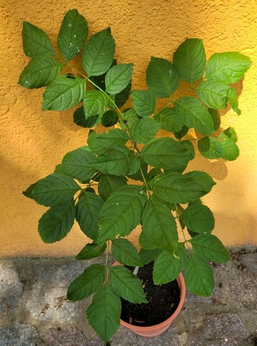 Gemeine esche baum jahres - gemeine,