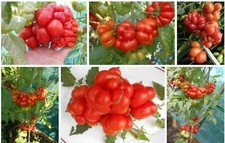_Tomate *AZTEKISCHE* REISETOMATE alte Indianersorte 15-18 Korn _