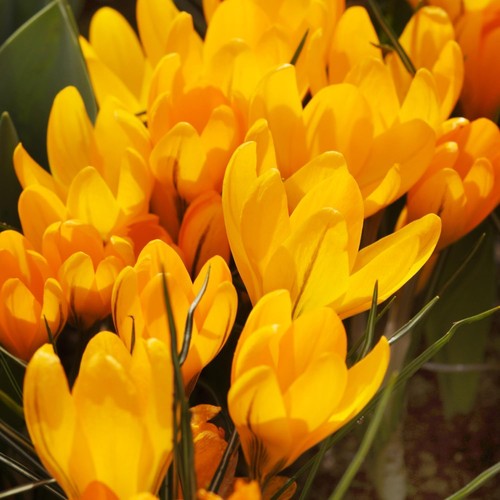 Botanischer krokus zwiebeln - botanischer,