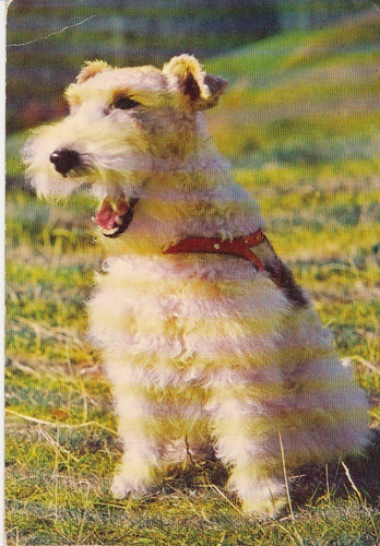 Fox terrier postkarte - terrier,