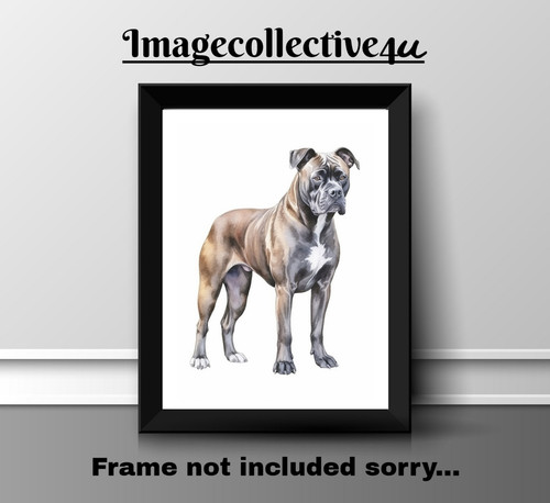 American staffordshire hund - american,