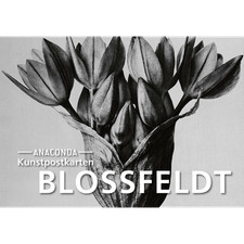 Postkarten-Set Blossfeldt: 18