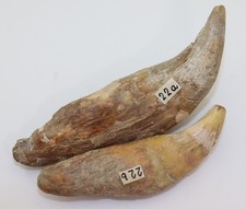 Höhlenbär, Ursus spelaeus, Quartär, Pleistozän, Sloup Tschechische Republik-L470