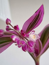 Tradescantia zebrina "Nanouk"