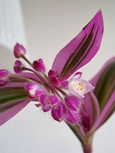 Tradescantia zebrina nanouk - zebrina, "nanouk"