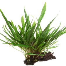 Aquarium pflanze microsorum - aquarium,