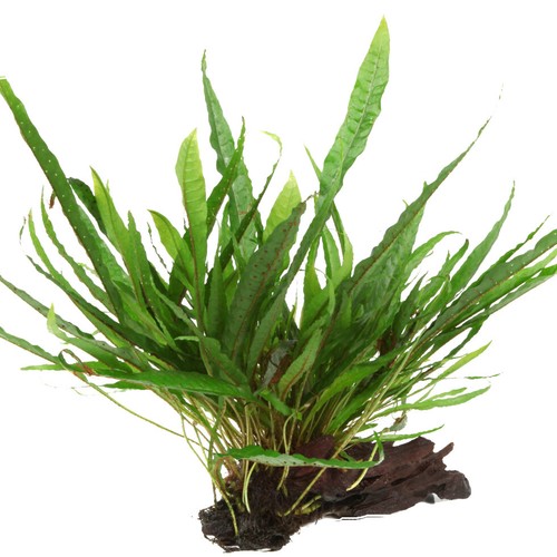 Aquarium pflanze microsorum - aquarium,