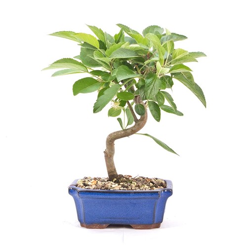 Bonsai zierapfel malus spec - 'malus, spec.'