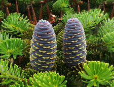 Koreatanne Abies koreana Pflanze 25-30cm Korea-Tanne Tanne Rarität