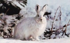 HASE  Lepus timidus *  Schneehase   RABBIT  ***    Postkarte  # 2  