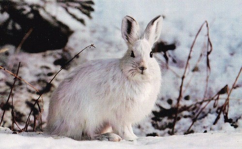 Hase lepus timidus - lepus, *