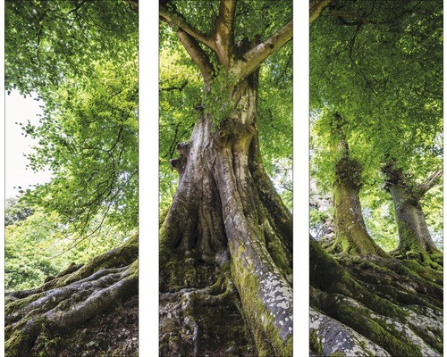 Glasbild tree trunk 3er set - tree, 3er-set