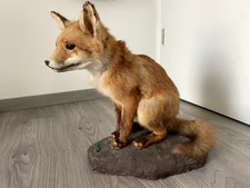 Ausgestopfter Fuchs –