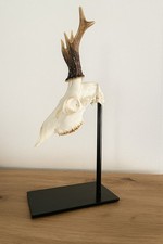 Eleganter Trophäenständer