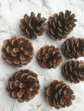 100 Kiefernzapfen 4cm-6cm
