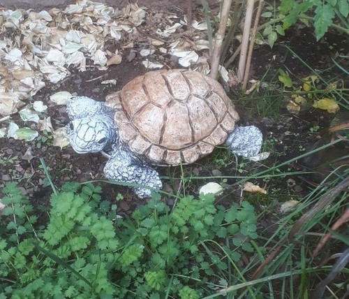 Schildkröte groß - ,