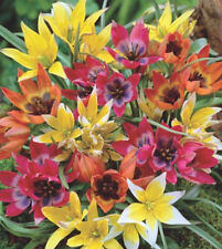 50 oder 100 Wildtulpen gemischt Blumenzwiebeln Tulpen Lieferbar 9.9.