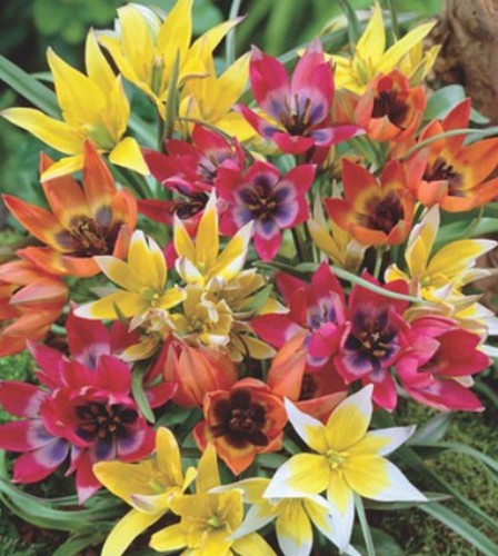 Oder 100 wildtulpen - oder,