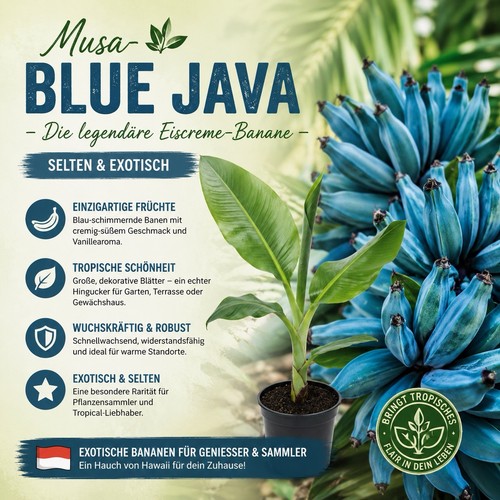 Musa acuminata blue - acuminata, java"