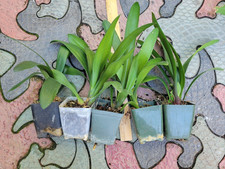 Clivia hybrids lost tags