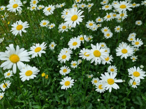 3000 samen wiesen margerite - samen,