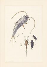 Silberfischchen Lepisma saccharina Farbdruck von 1956 Felsenspringer Urinsekten